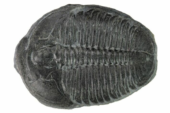 Elrathia Trilobite Fossil - Utah #169501